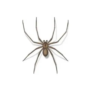Brown Recluse Spider identification in Kalamazoo |  Griffin Pest Solutions