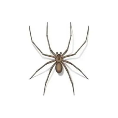 An illustration of a brown recluse spider on a white background