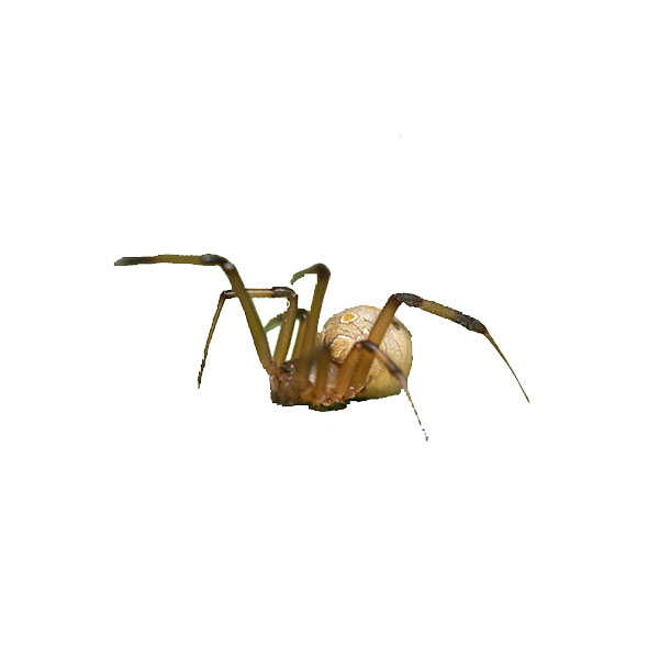 Brown Widow Spider identification in Kalamazoo |  Griffin Pest Solutions