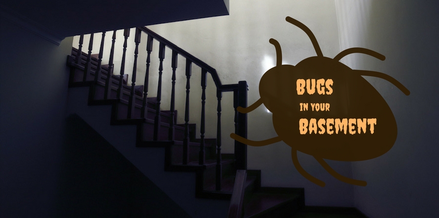 Bugs in your basement