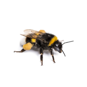 Bumblebee identification in Kalamazoo |  Griffin Pest Solutions