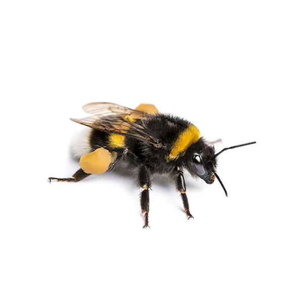 Bumblebee identification in Kalamazoo |  Griffin Pest Solutions