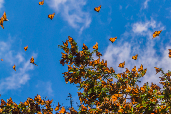 Butterflies preparing to migrate from Mexico to North America