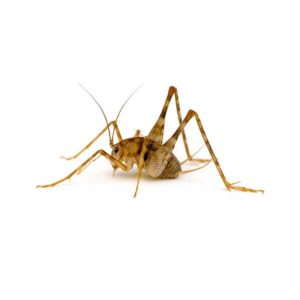 Camel Cricket identification in Kalamazoo |  Griffin Pest Solutions