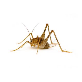 A camel cricket on a white background