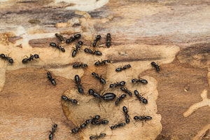 carpenter ants swarm over soft wood.