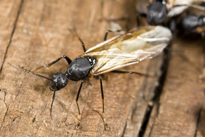 How do you prevent carpenter ants?