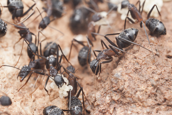 What can you do about flying ants?