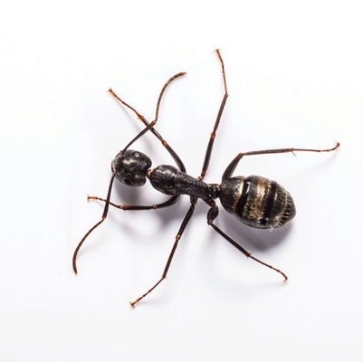 A carpenter ant on a white background
