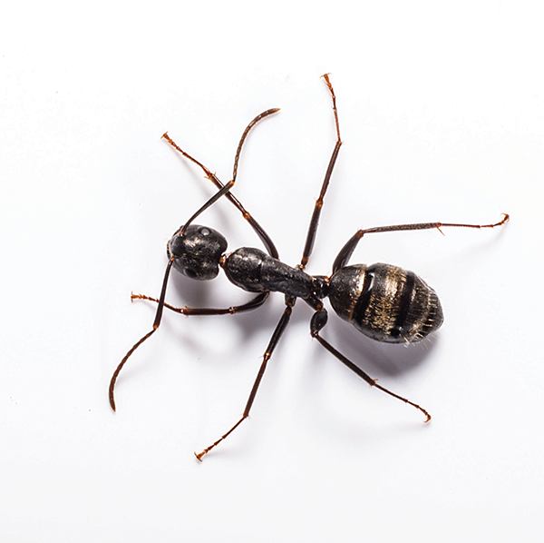 Carpenter Ant identification in Kalamazoo |  Griffin Pest Solutions