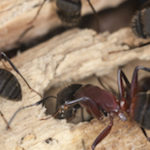 Carpenter ants are active in the fall