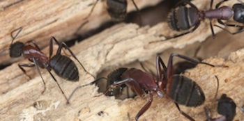 Carpenter ants are active in the fall