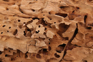 carpenter ants bore through wood
