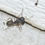 Carpenter ant near the wall of a basement