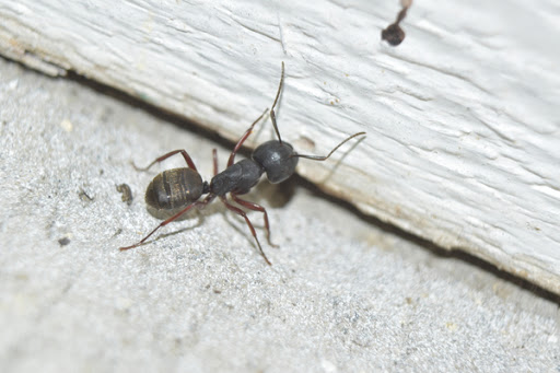 Carpenter ant near the wall of a basement