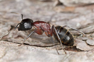 what are carpenter ants?