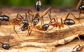 Carpenter ants on wood in Michigan before Ant Control