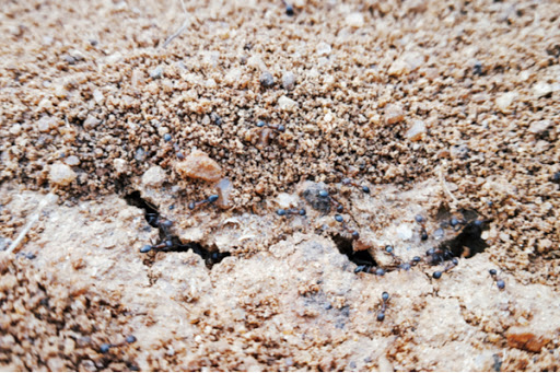 Carpenter ants outside of an entrance to their colony