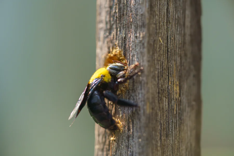 Carpenter Bee Control in your area