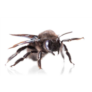 Carpenter Bee identification in Kalamazoo |  Griffin Pest Solutions