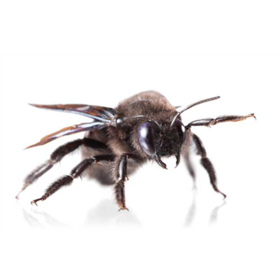 A carpenter bee on a white background