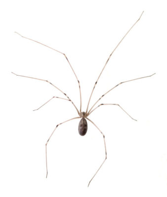 Cellar Spider identification in Kalamazoo |  Griffin Pest Solutions