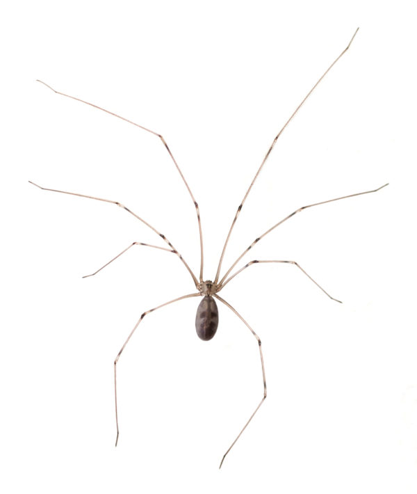 Cellar Spider identification in Kalamazoo |  Griffin Pest Solutions