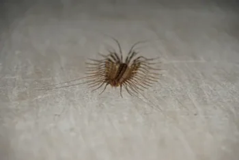 A house centipede scurries across the floor of a Michigan home. Contact Griffin Pest Solutions to get rid of centipedes before they take over your home or business.