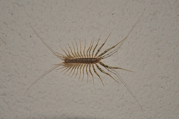 Centipedes hunt at night- Which pests become more active at night?