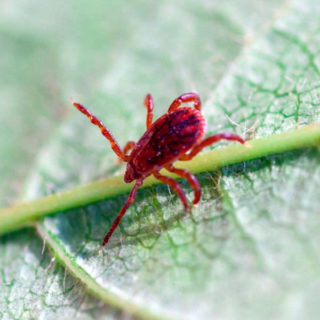 Closeup of a chigger mite on a leaf