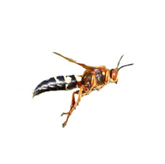 A cicada killer wasp on a white background
