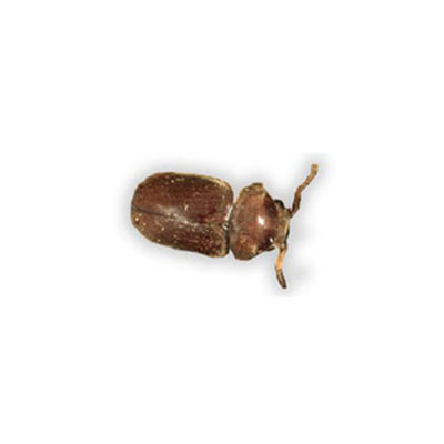 A cigarette beetle on a white background