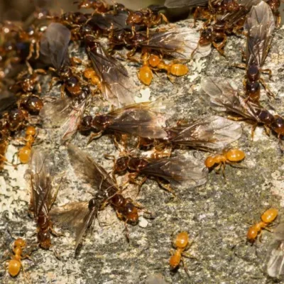 Cluster of citronella ants on a rock - Keep pests away from your home with Griffin Pest Solutions in Michigan