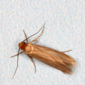 Clothes Moth identification in Kalamazoo |  Griffin Pest Solutions