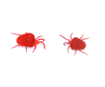 Clover mites on a white background