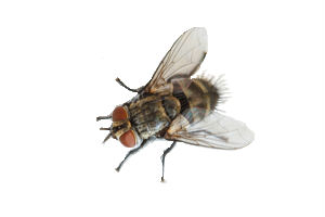 Cluster flies