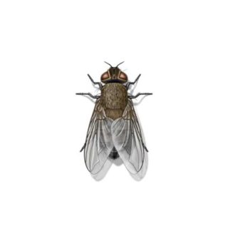 An illustration of a cluster fly on a white background