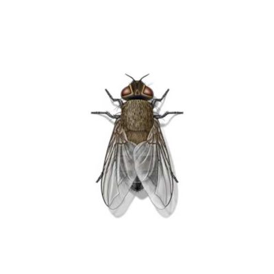 An illustration of a cluster fly on a white background