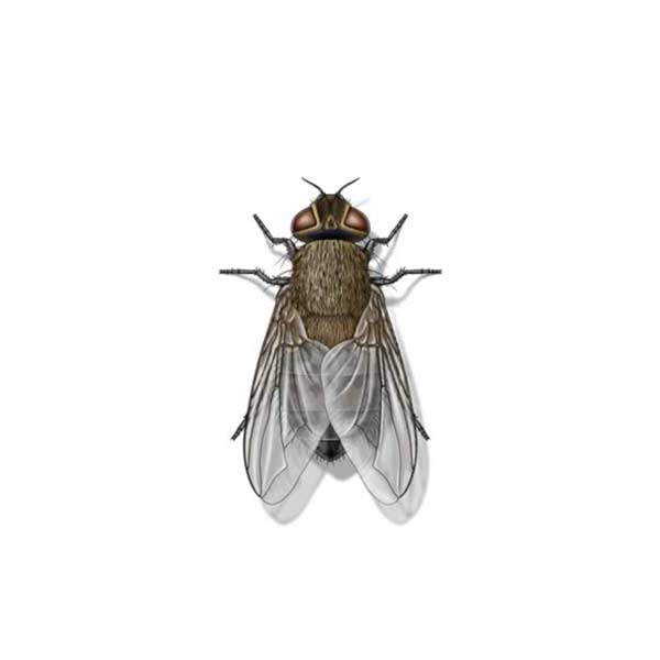 Cluster Fly identification in Kalamazoo |  Griffin Pest Solutions