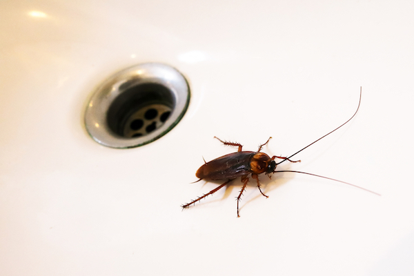 cockroach in tub