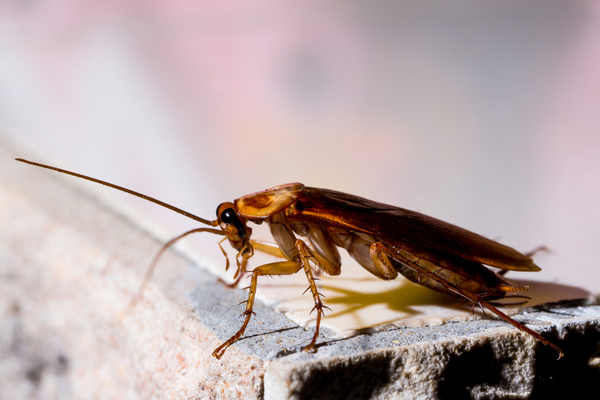 cockroaches in your basement this fall