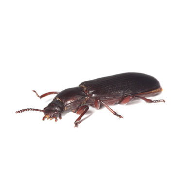 A confused flour beetle on a white background