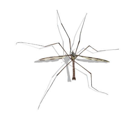 Crane Fly identification in Kalamazoo |  Griffin Pest Solutions