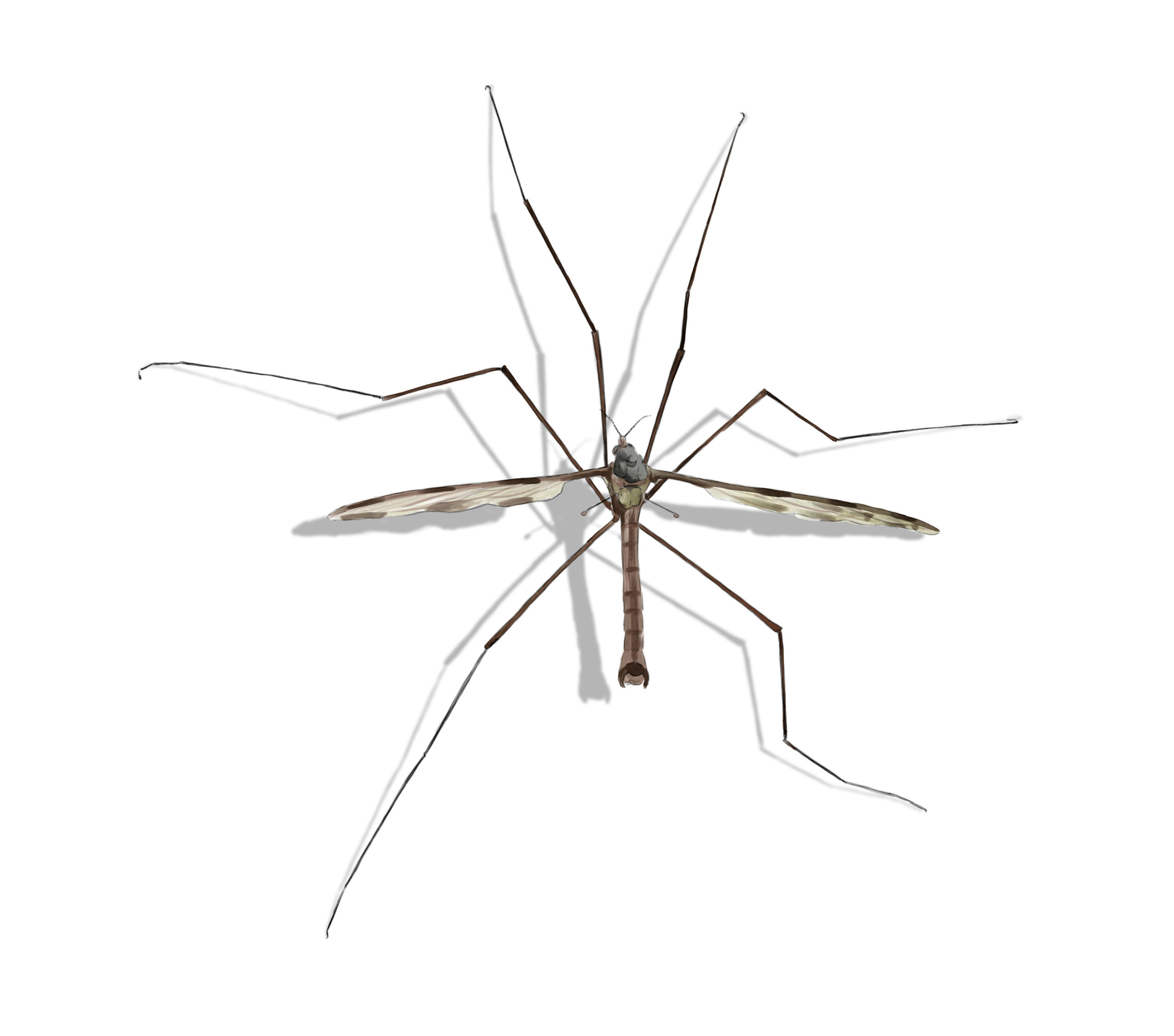 Crane Fly identification in Kalamazoo |  Griffin Pest Solutions