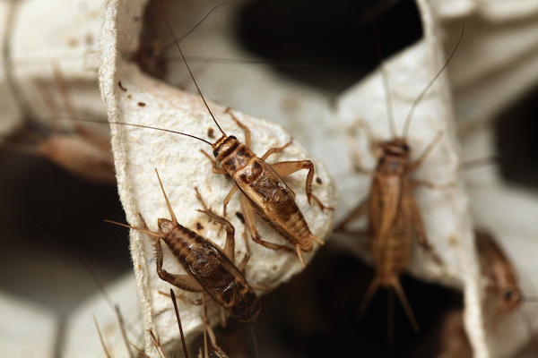 Crickets become active at night - Which pests become more active at night?