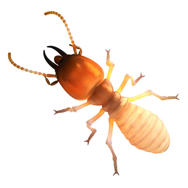 Dampwood Termite identification in Kalamazoo |  Griffin Pest Solutions