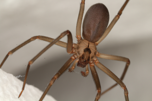Close up of a brown recluse spider