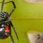 The most dangerous pests in Michigan