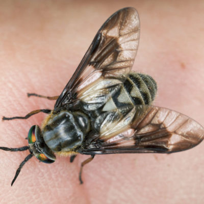 Deer Fly identification in Kalamazoo |  Griffin Pest Solutions