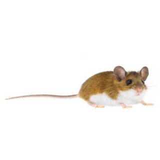 A deer mouse on a white background